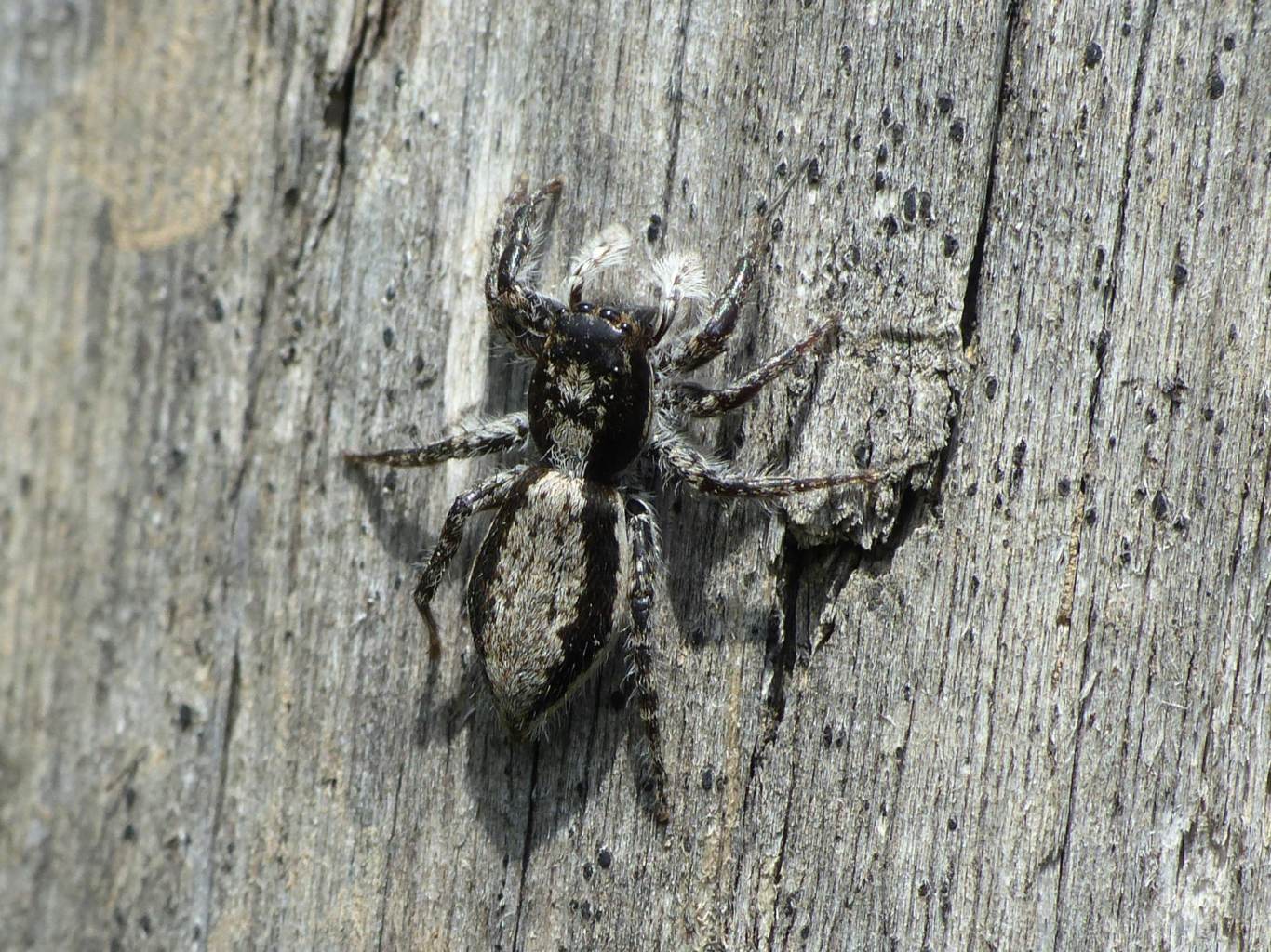 Menemerus taeniatus, femmina - Tolfa (RM)